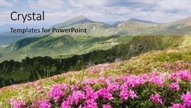  Presentation with blooming lotus flower of pink - PPT layouts consisting of glades - summer landscape pink flowers background and a light blue colored foreground