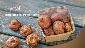  Presentation with plant - Audience pleasing theme consisting of gladiola-bulbs-ready-to-plant backdrop and a gray colored foreground