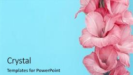  Presentation with color gears - Colorful theme enhanced with gladiolus against trendy color background backdrop and a arctic colored foreground