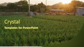  Presentation with sunlight - Theme with gladiolus-farm-with-sunlight background and a tawny brown colored foreground