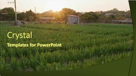  Presentation with farm labor - Colorful PPT theme enhanced with gladiolus-farm-with-sunlight backdrop and a tawny brown colored foreground