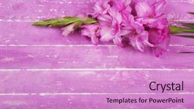  Presentation with rustic wood wooden frame - Audience pleasing PPT theme consisting of gladiolus flower on wooden background backdrop and a  colored foreground