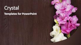  Presentation with oat flower - Cool new slides with gladiolus flower on wooden background backdrop and a wine colored foreground