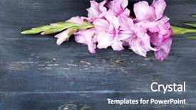  Presentation with rustic wood wooden frame - Theme having gladiolus flower on wooden background background and a  colored foreground
