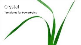  Presentation with leaves - PPT theme enhanced with gladiolus-leaves-isolated-on-white background and a white colored foreground