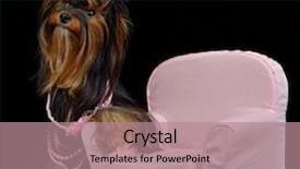  Presentation with glamour - Presentation theme enhanced with glamour yorkie dog among pink items isolated on black background and a coral colored foreground