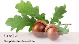  Presentation with chemistry leaves green leaf - PPT theme consisting of gland - dried acorn with leaves background and a soft green colored foreground