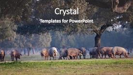  Presentation with pigs - Cool new slide deck with gland - iberian pigs grazing backdrop and a dark gray colored foreground