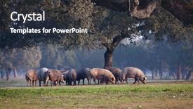  Presentation with pigs - Amazing theme having gland - iberian pigs grazing backdrop and a tawny brown colored foreground