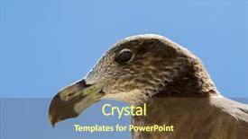  Presentation with glands - Presentation enhanced with glands - closeup face of pacific gull background and a tawny brown colored foreground