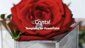  Presentation with boxing ring - Presentation design featuring glass box with red rose background and a tawny brown colored foreground