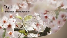  Presentation with sakura - Amazing PPT layouts having glass clear heart in spring with blossom cherry flower sakura backdrop and a mint green colored foreground