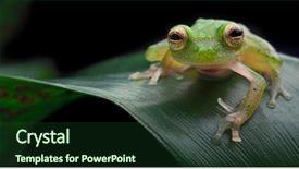  Presentation with tropical forest - Slide set with glass frog exotic small amphibian background and a tawny brown colored foreground