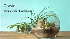  Presentation with succulents - Amazing PPT layouts having glass-pot-with-succulents backdrop and a cool aqua colored foreground