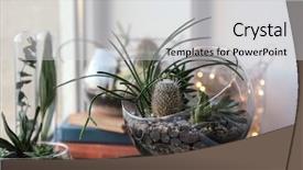  Presentation with succulent - Presentation theme having glass terrarium on old book background and a light gray colored foreground