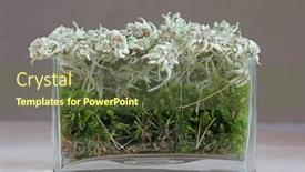  Presentation with green glass - Beautiful slides featuring glass-vase-of-dried-mountain backdrop and a tawny brown colored foreground