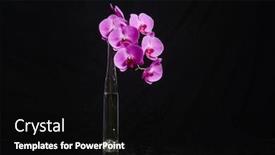  Presentation with pink black - Audience pleasing theme consisting of glass-vase-with-branch backdrop and a black colored foreground