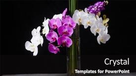  Presentation with pink green - Audience pleasing theme consisting of glass-vase-with-branch backdrop and a black colored foreground