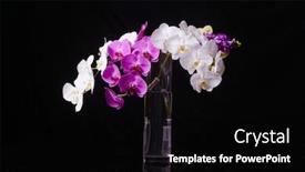  Presentation with pink black - Presentation featuring glass-vase-with-branch background and a black colored foreground