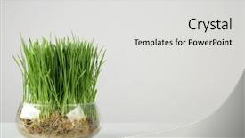  Presentation with wheat - Amazing PPT theme having glass vase with wheat grass backdrop and a light gray colored foreground