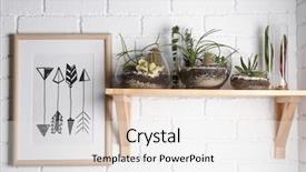  Presentation with succulents - Theme enhanced with cactus - florarium in glass vases background and a white colored foreground