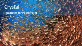  Presentation with fish koi animated - Colorful slide set enhanced with glassfish fish swarm shoal backdrop and a  colored foreground