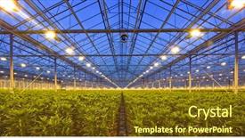  Presentation with dusk - Colorful presentation theme enhanced with glasshouse growing lilies at dusk backdrop and a  colored foreground