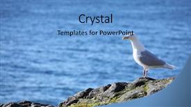  Presentation with land - Colorful PPT layouts enhanced with glaucous gull larus hyperboreus on a background of the blue sea russian arctic franz josef land backdrop and a teal colored foreground