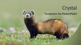  Presentation with natural - Slide deck consisting of gleaming - steppe polecat mustela eversmanii background and a mint green colored foreground
