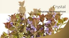  Presentation with wild flower - Slide deck enhanced with glechoma hederacea or creeping charlie or catsfoot wild flower plant close up on white background background and a lemonade colored foreground