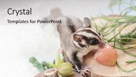  Presentation with glider - Theme enhanced with gliders - cute funny sugar glider eating background and a light gray colored foreground