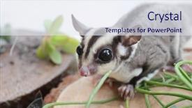  Presentation with glider - Beautiful theme featuring gliders - cute funny sugar glider backdrop and a sky blue colored foreground