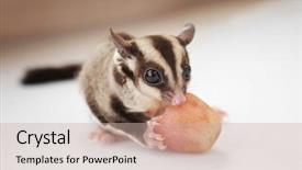 Presentation with glider - Amazing slide deck having gliders - cute sugar glider eating grape backdrop and a soft green colored foreground