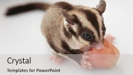  Presentation with glider - Audience pleasing theme consisting of gliders - cute sugar glider eating grape backdrop and a light gray colored foreground