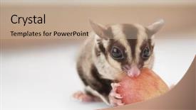  Presentation with glider - PPT layouts enhanced with gliders - cute sugar glider eating grape background and a coral colored foreground