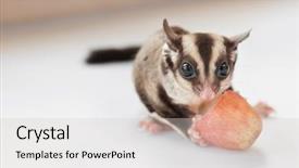  Presentation with glider - Beautiful PPT layouts featuring gliders - cute sugar glider eating grape backdrop and a light gray colored foreground