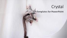  Presentation with glider - Theme featuring gliders - cute sugar glider on curtain background and a white colored foreground