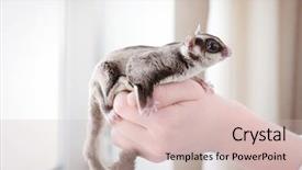  Presentation with glider - Presentation design consisting of gliders - hand of owner with cute background and a soft green colored foreground