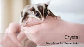  Presentation with glider - Slide deck with gliders - owner with cute sugar glider background and a coral colored foreground