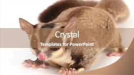  Presentation with glider - Slides consisting of gliders - small brown furry sugar glider background and a coral colored foreground