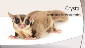  Presentation with glider - PPT layouts featuring gliders - studio shot of a sugar background and a coral colored foreground