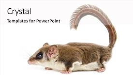  Presentation with glider - Slides enhanced with gliders - sugar glider - acrobates pygmaeus background and a white colored foreground