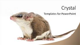  Presentation with glider - Slides having gliders - sugar glider - acrobates pygmaeus background and a white colored foreground