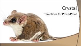  Presentation with glider - Beautiful theme featuring gliders - sugar glider - acrobates pygmaeus backdrop and a white colored foreground