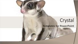  Presentation with glider - Cool new presentation with gliders - sugar glider - petaurus breviceps backdrop and a mint green colored foreground