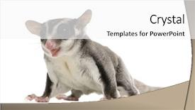  Presentation with glider - Theme consisting of gliders - sugar glider - petaurus breviceps background and a white colored foreground