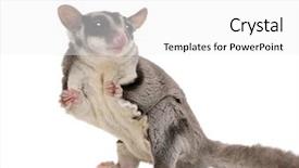  Presentation with glider - Beautiful PPT theme featuring gliders - sugar glider - petaurus breviceps backdrop and a white colored foreground