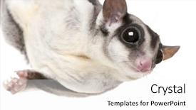  Presentation with glider - Colorful slides enhanced with gliders - sugar glider - petaurus breviceps backdrop and a white colored foreground