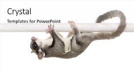  Presentation with glider - Audience pleasing PPT theme consisting of gliders - sugar glider - petaurus breviceps backdrop and a white colored foreground