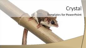  Presentation with glider - Cool new slides with gliders - sugar glider on a branch backdrop and a white colored foreground
